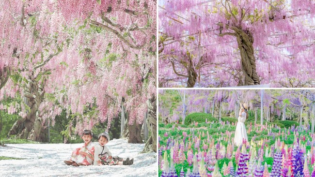【広島/世羅】せらふじ園 開園を早めます!4月25日(木)オープン