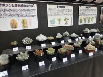 手柄山温室植物園「サボテンと多肉植物展」を開催します