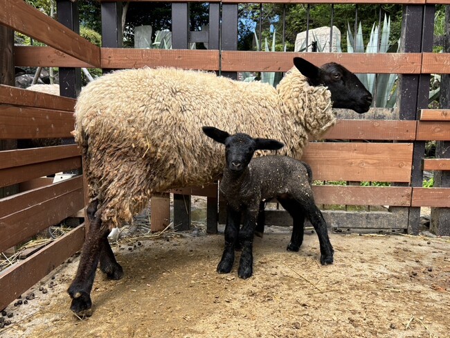 伊豆シャボテン動物公園で「ヒツジ(サフォーク)」と「ミミナガヤギ」の赤ちゃんが誕生!