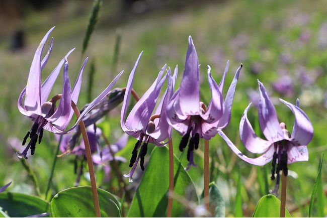 【岐阜県高山市】清見町大原地区のカタクリの花が見頃を迎えています