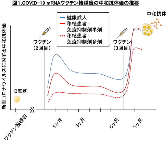 肝移植患者におけるCOVID-19 mRNAワクチンの免疫応答評価