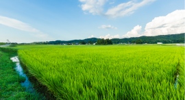 水田率“日本一”の富山県で、家族で田植えやお米の食べ比べができる1泊2日のサステナブルツーリズムが5月24日(金)泊、25日(日)泊で開催決定! 水田率“日本一”の富山県で、家族で田植えやお米の食べ比べができる1泊2日のサステナブルツーリズムが5月24日(金)泊、25日(日)泊で開催決定!