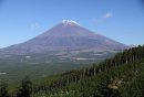 富士山と富士ヒノキ