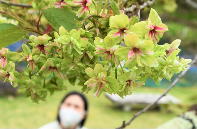 【岐阜県高山市】珍しいグリーンの花びらの桜「御衣黄桜」が開花