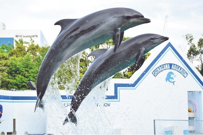 しながわ水族館特別展「福井県坂井市のらしさ、かがやく。海の学び舎」