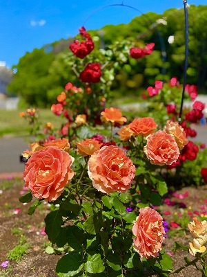 【東京都町田市】野津田公園「Rose Fest 2024 春」を開催します