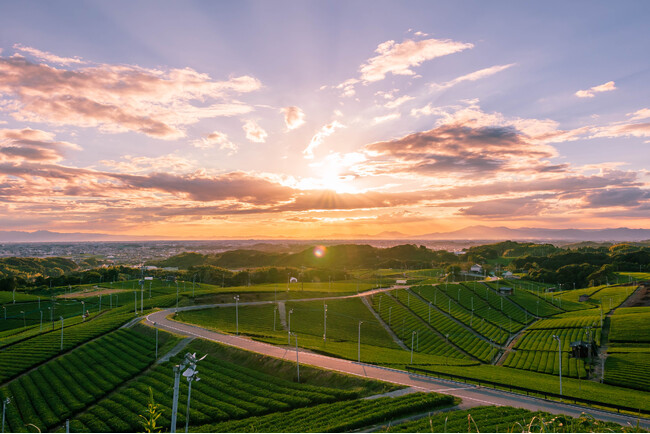 【NIPPONIA HOTEL 八女福島 商家町】中央大茶園の絶景を専用テラスから望む特等席での朝食が楽しめる限定プランが登場