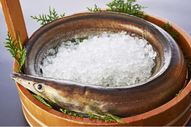 関西の夏の風物詩、鱧（はも）　淡路島で「べっぴんハモ」の水揚げがはじまりました　休暇村南淡路では鱧のフルコース「淡路島　はも三昧」を5月20日より販売