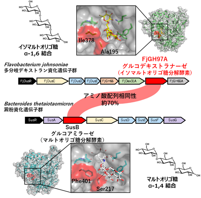 プレバイオティクスであるイソマルトオリゴ糖を分解する細菌酵素の立体構造を解明