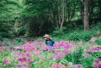 六甲高山植物園 花盛り！約6,000株の「クリンソウ」が見頃です
