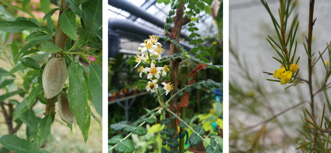 薬草見学会と植物の多様性知る公開講座