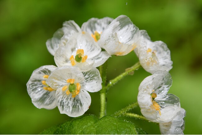 【岐阜県高山市】平湯キャンプ場に2種類の白い花の絨毯