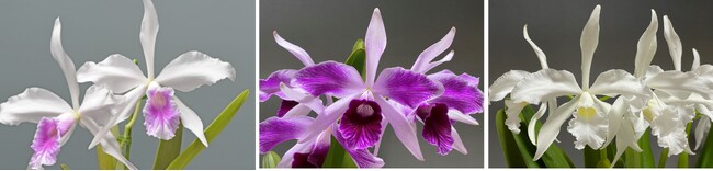 第63回蘭友会らん展 in サンシャインシティ ～パープラタの世界～ 6月6日(木)～6月9日(日)*入場無料