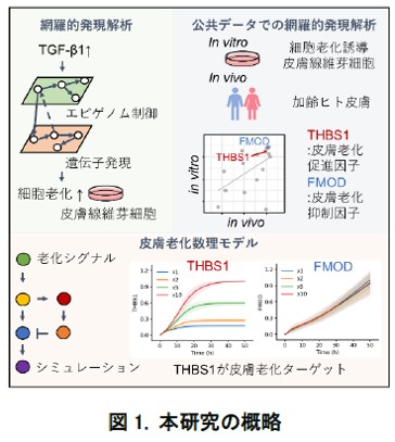 データサイエンスの活用により皮膚老化に対し効果的な因子がトロンボスポンジン-1（THBS1）※１であることが判明