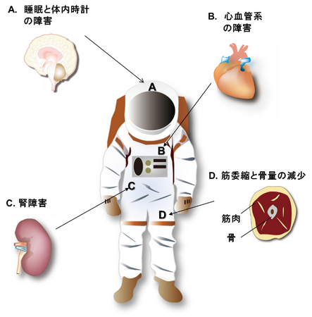 宇宙航空研究開発機構（JAXA）の宇宙環境利用専門委員会の公募事業に採択