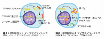 女性ホルモンが胎盤で作られる仕組みを解明