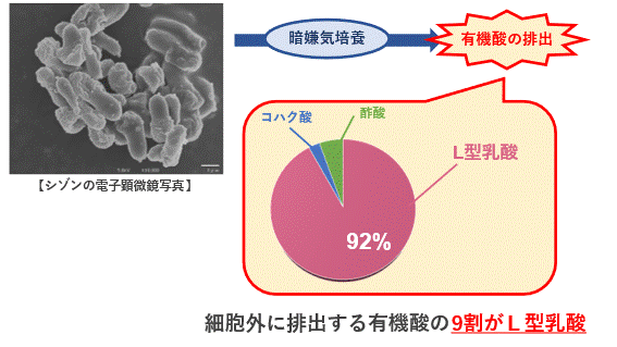 温泉紅藻を用いた高効率な乳酸生産技術を開発