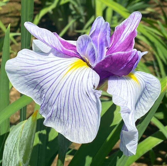 【葛飾区】花菖蒲の名所・堀切菖蒲園にて『一番花』開花!!