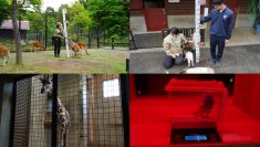 ＜イベントレポート＞盛岡市動物公園ZOOMOで、「ZOOMO 動物たちの身体測定2024」実施　体重約36gのヤマネから約4トンの象まで全7種の動物たちを測定