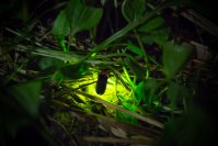 幻想的なホタル舞う風景を楽しめる「ほたる観賞会」　“ほたるの名所”静岡県の丸山公園と松川湖で6月1日から開催
