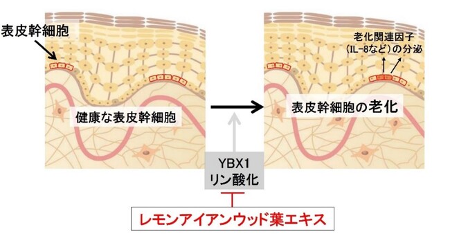 資生堂、表皮幹細胞研究を進化させ老化による肌悩みにアプローチするレモンアイアンウッド葉エキスを発見　～表皮幹細胞の老化抑制や表皮幹細胞の量を増加させ、細胞を生みだす力を向上～