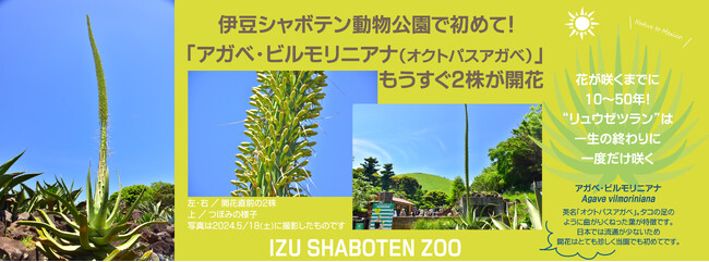 伊豆シャボテン動物公園で初めて！「アガベ・ビルモリニアナ（オクトパスアガベ）」もうすぐ2株が開花