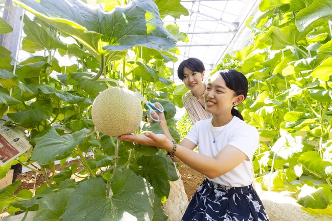 渥美半島名産のマスクメロンが旬！好きなだけメロンを食べられる幸せ…　休暇村伊良湖では「メロン食べ放題＆収穫体験」付き宿泊プランを７月１０日より販売