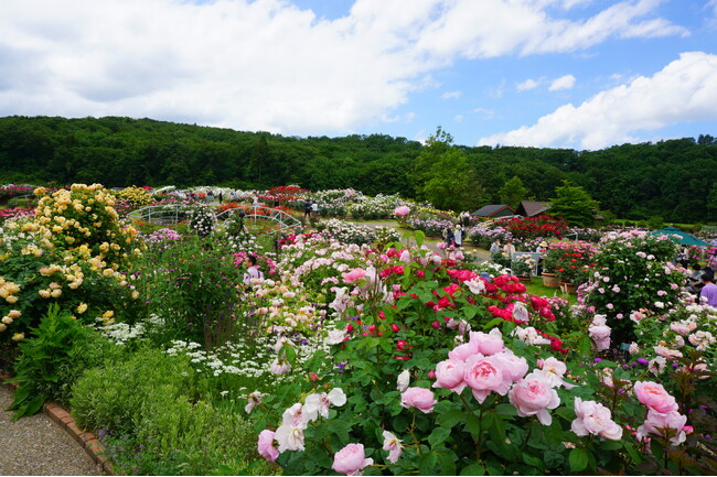 香りのばらまつり開催（国営越後丘陵公園）