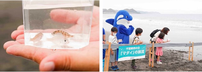 【鴨川シーワールド】鴨川シーワールド「千葉県民感謝月間」開催
