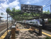 【日本でここだけ！「ぶどう」が育つ駅！】塩尻駅のメルロー・ナイアガラの誘引結束と芽かき作業を5月29日(水)に実施します
