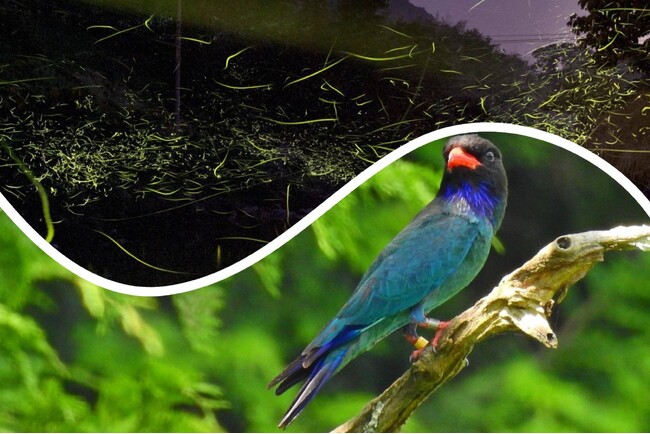 広島県庄原市の初夏の楽しみ　ホタルとブッポウソウ　休暇村帝釈峡では６月１５日から「ホタル観賞会付き宿泊プラン」を実施、庄原市では７月７日に「ブッポウソウ観察会」を開催します