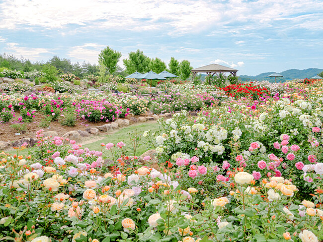 【広島／世羅】イングリッシュローズが見ごろを迎えました　そらの花畑世羅高原花の森《ローズフェスタ》
