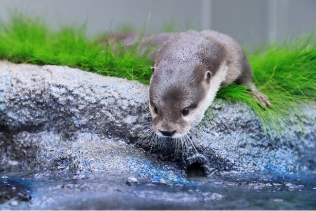 水族館&いきものを深掘り！発見がいっぱい！サンシャイン水族館いきものディスカバリー通信vol.22「カワウソにまつわる覚えておきたいたくさんのK “かわいい”に隠れたウラの顔、教えます！」