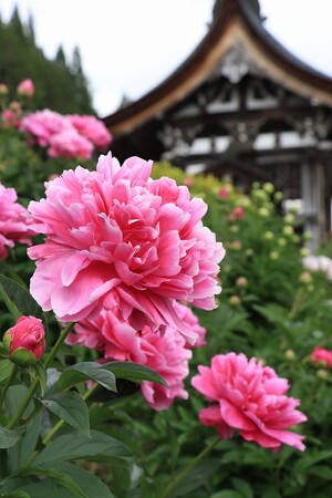 【岐阜県高山市】丹生川地域のシャクヤクが見頃を迎えました！