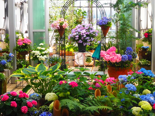 ファンケル 銀座スクエアで毎年大好評の「あじさいガーデン」を開催中!