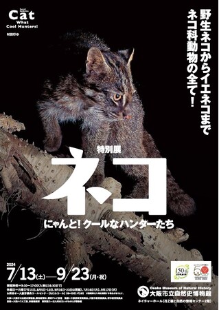 【6月1日（土）から前売券発売開始】　展覧会オリジナルグッズ付きのお得なチケットも販売！特別展「ネコ」 ～にゃんと！クールなハンターたち～