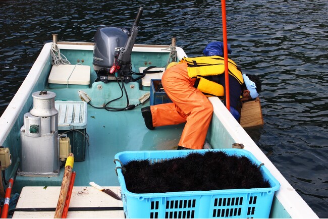 岩手県三陸沿岸で今季のウニ漁が始まります　採れたてのウニは甘みとまろやかさと磯の風味がたっぷり　休暇村陸中宮古では「三陸ウニざんまい会席」宿泊プランを販売します
