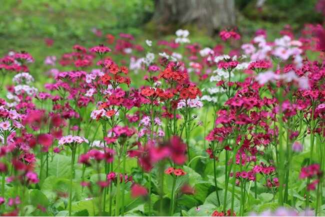 【岐阜県高山市】宇津江四十八滝公園でクリンソウが見頃を迎えてます