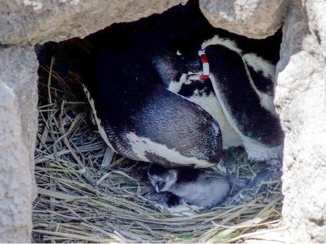 【上越市立水族博物館 うみがたり】初夏のペンまつり【令和６年５月２５日（土）～６月３０日（日）】