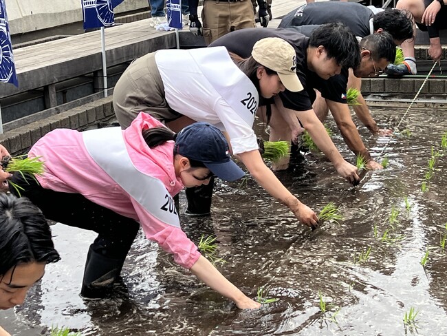 東京・銀座屋上の農園「白鶴銀座天空農園」で自社開発酒米「白鶴錦」の田植えが無事終了!