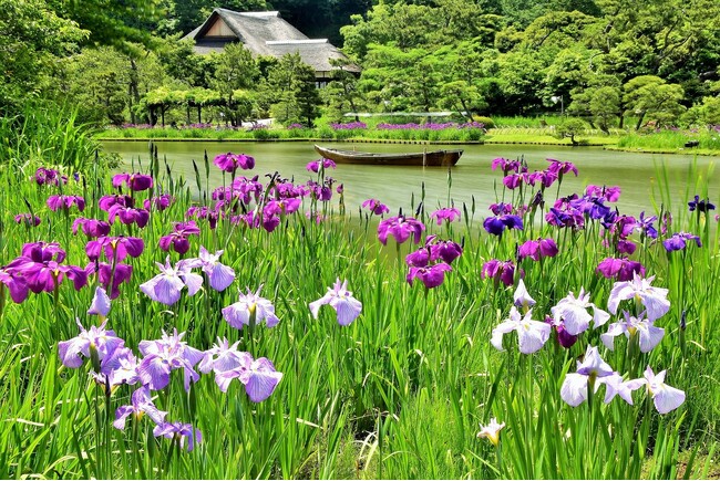 横浜・三溪園 風薫る季節のイベントを開催中