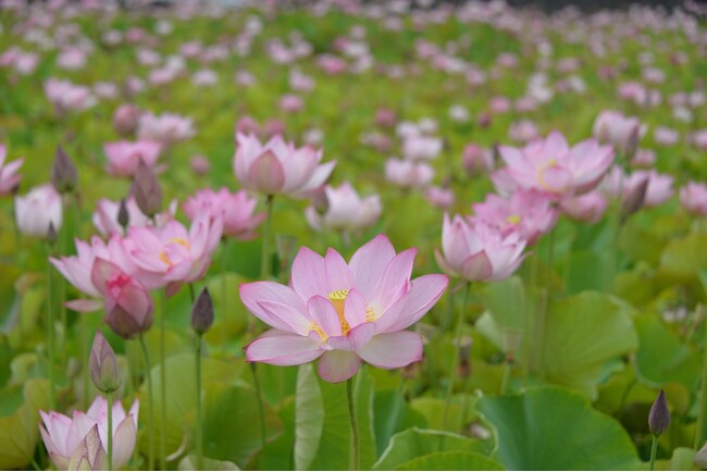 ヤマサ蒲鉾の美しい蓮畑を無料公開！「夢前蓮の花苑」が今年も開催：フォトコンテストも同時開催！