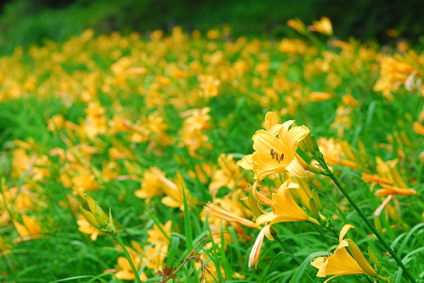 六甲高山植物園 明るい夏色の花! 約1,000株の「ニッコウキスゲ」が見頃です