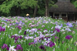 花菖蒲田の様子（5月31日撮影）