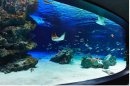 サンシャイン水族館の大水槽「サンシャインラグーン」