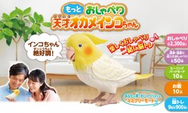 天才オカメインコちゃん1