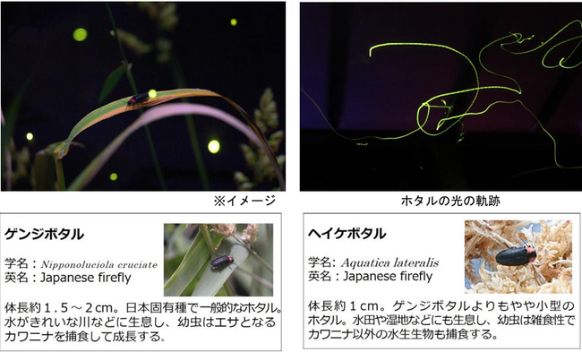 【仙台うみの杜水族館】「ホタルの杜」開催【2024年6月14日(金)~7月7日(日)】