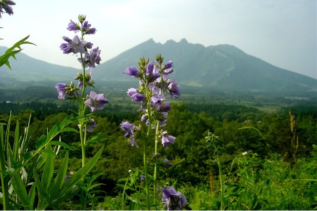 阿蘇の草原にだけ自生する「ハナシノブ」が見ごろ　高森町のビジターセンター阿蘇野草園では、野の花に捧げる 第７回みなみ阿蘇「野の花コンサート』を６月１６日（日）に開催します