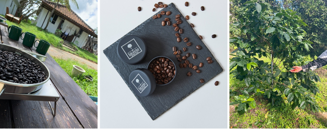 【Bicerin SDGs】“ひとときの贅沢”で “地球にやさしい”取り組みを！国産食材で国内農家を応援。需要確保による生産力の向上・安定。6月より沖縄産コーヒー豆配合ドリンクメニューの提供を開始