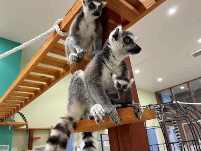 屋内型ふれあい動物園「アニタッチ」はベビーラッシュ！ワオキツネザル、アカテタマリン、コモンマーモセットの赤ちゃんが誕生